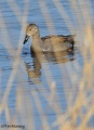 Gadwall 090308